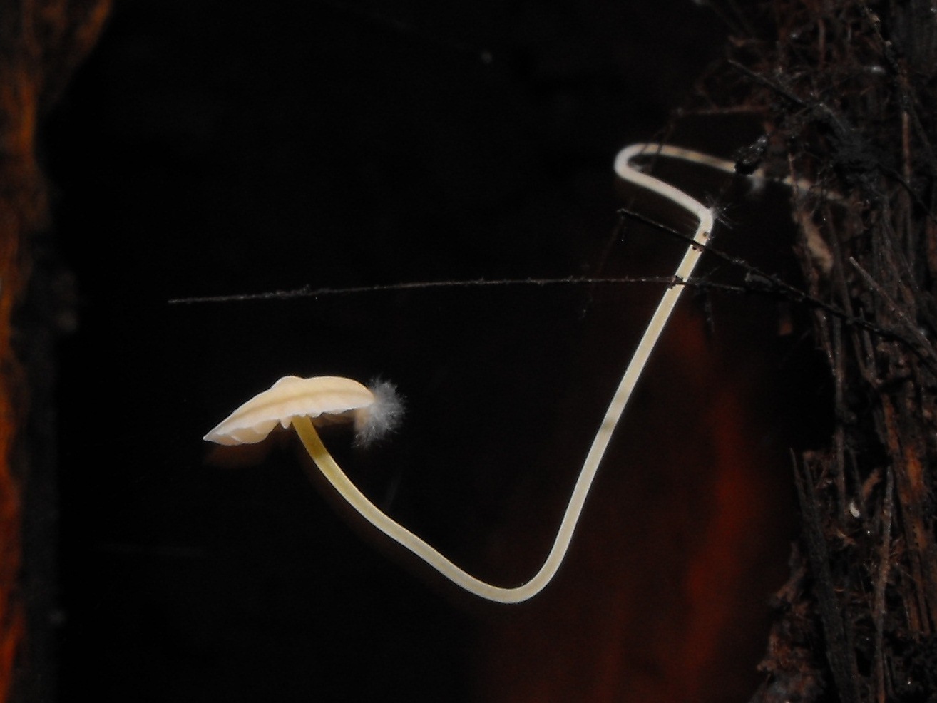 Miniera di Gambatesa 46